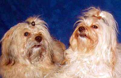Havaneser Hunde