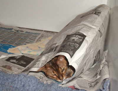 Katze in Zeitung