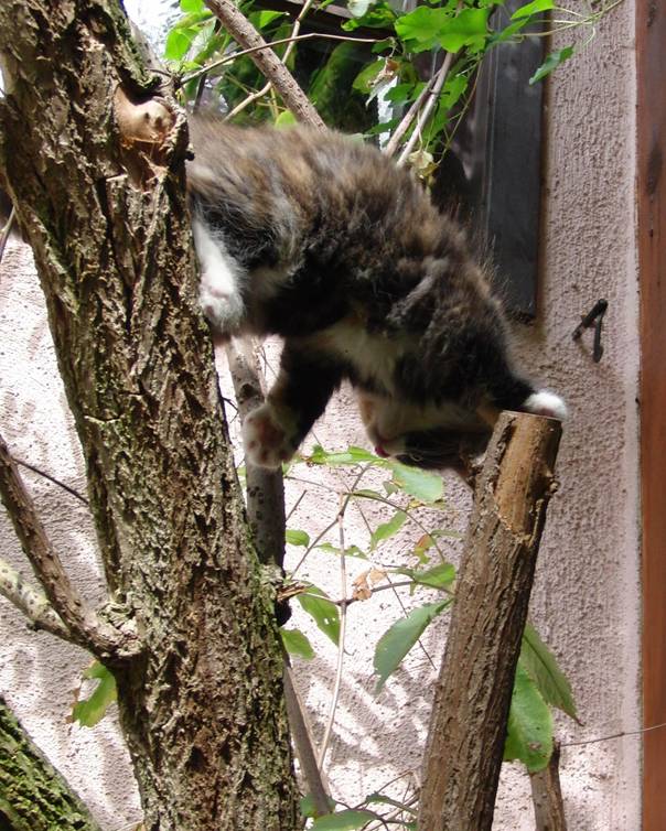 junge Katze auf Baum